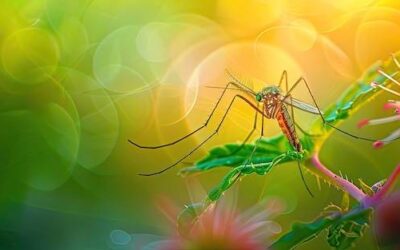 Jaka witamina działa na komary i czy naprawdę pomaga?